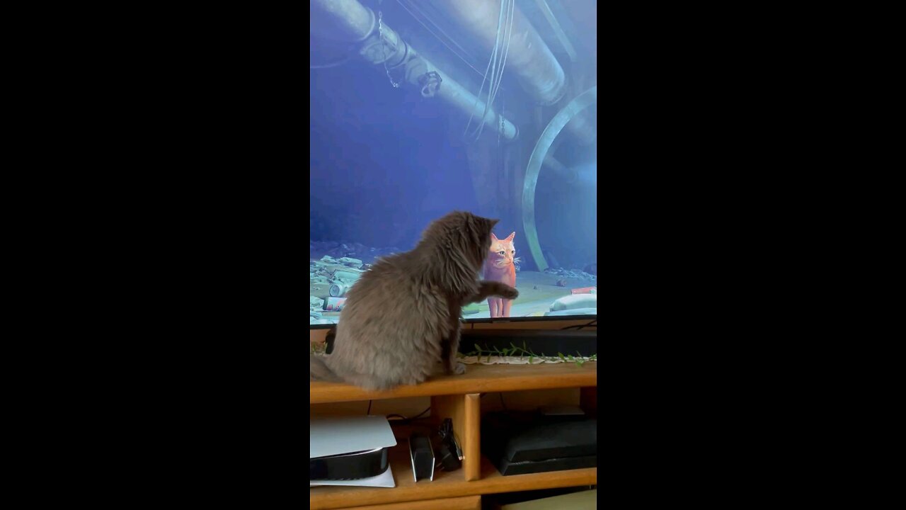 Cat reacts