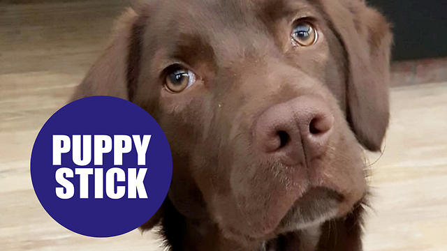 A loveable dog impailed himself on a stick during a game of fetch