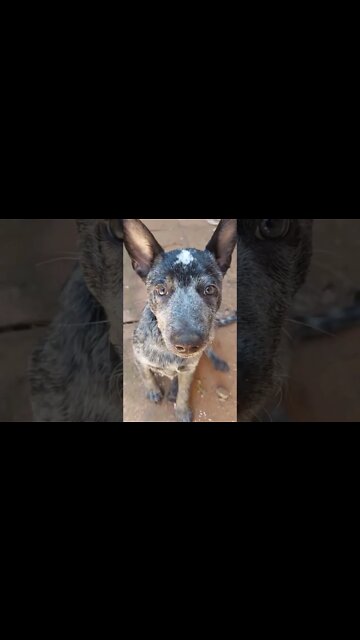 #blueheeler please subscribe more videos on page