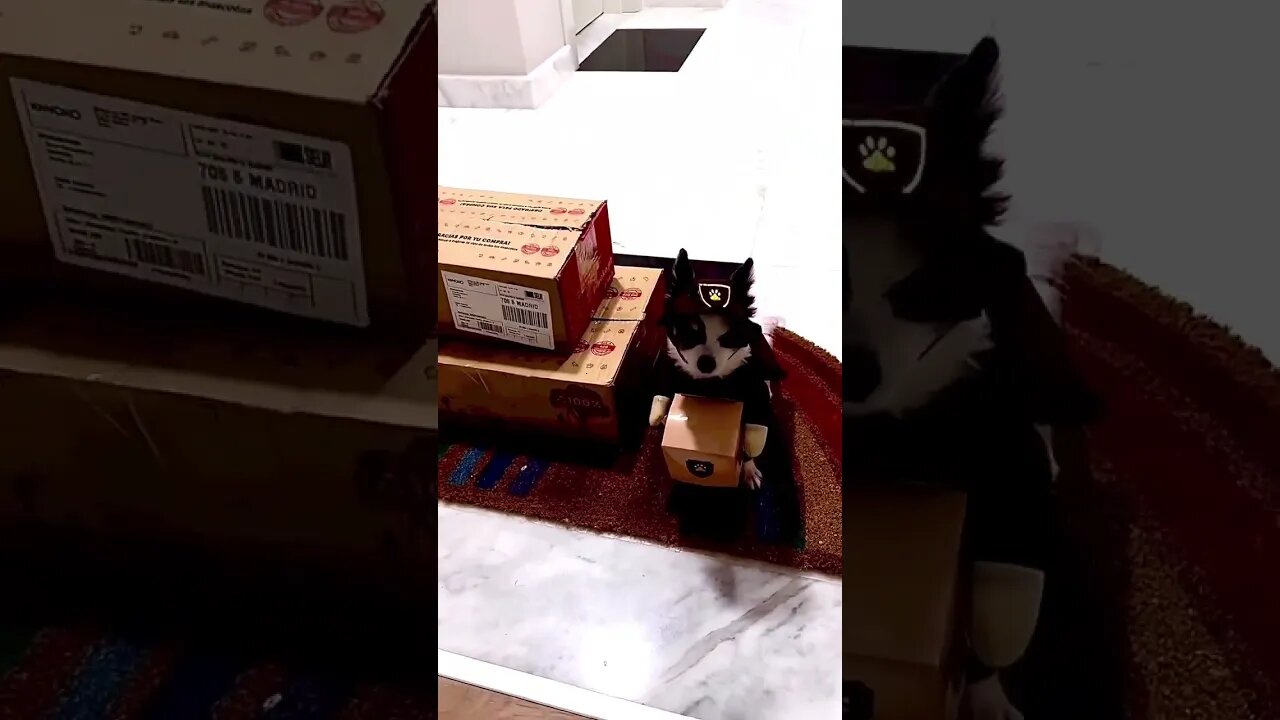 Who Said Puppies Can't Be Funny? Find Out Now!