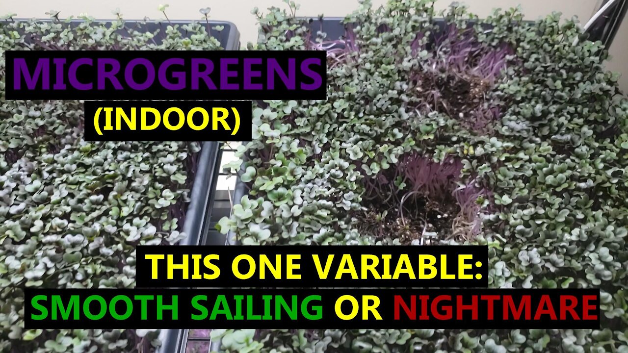 This ONE Thing Can Make Growing Microgreens Smooth Sailing or a Nightmare!