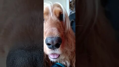 #dogshow , #animals , #dogs , #shorts