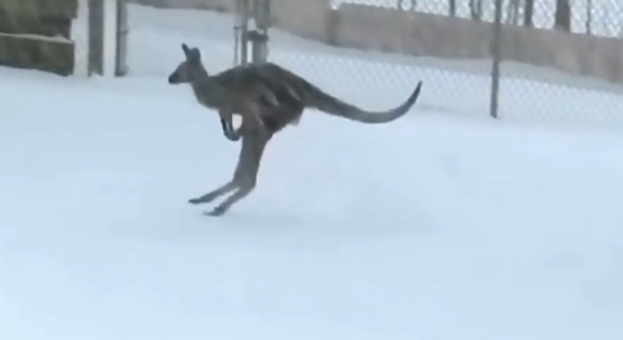 Kangaroo animals enjoy the snow