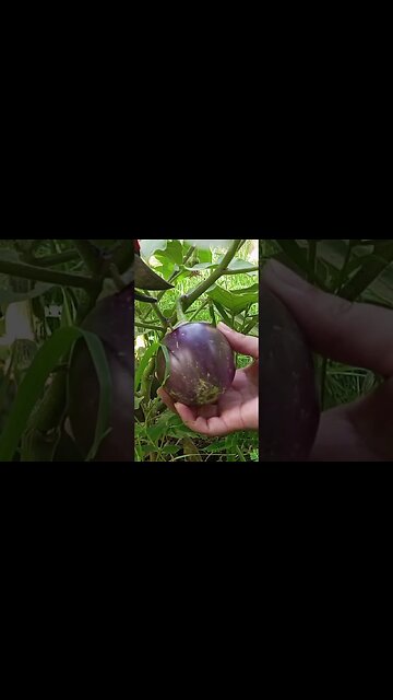 Home garden coming soon#shorts #ytshorts #viral #viralreels #trending #happycookingtoyou #nature