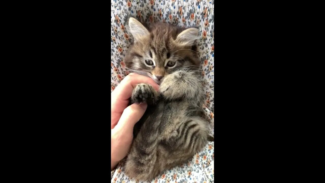 Cute Kitten