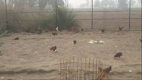 village desi chiken farm