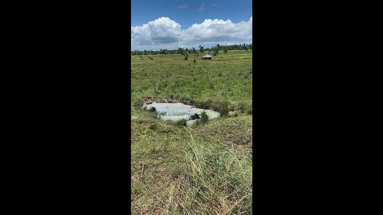 Buffalo bath