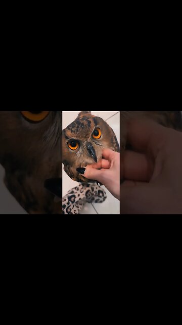 Coolest pet ever 🦉