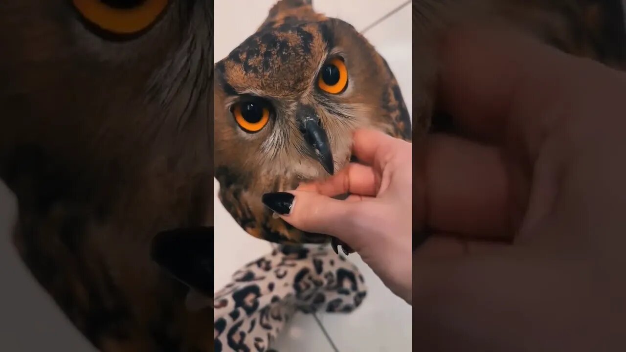 Coolest pet ever 🦉