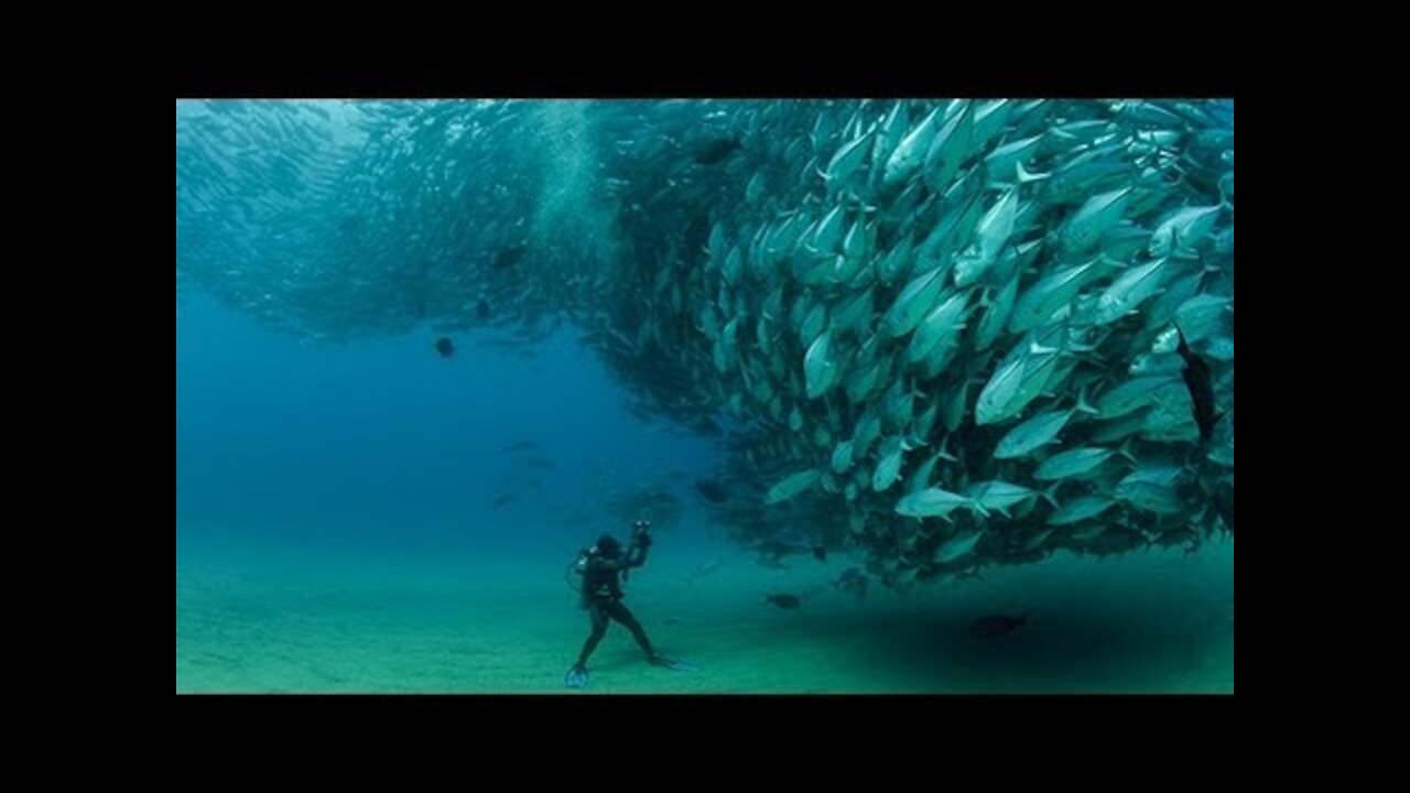 Huge Swarm of Jack Fish Dwarf Scuba Diver