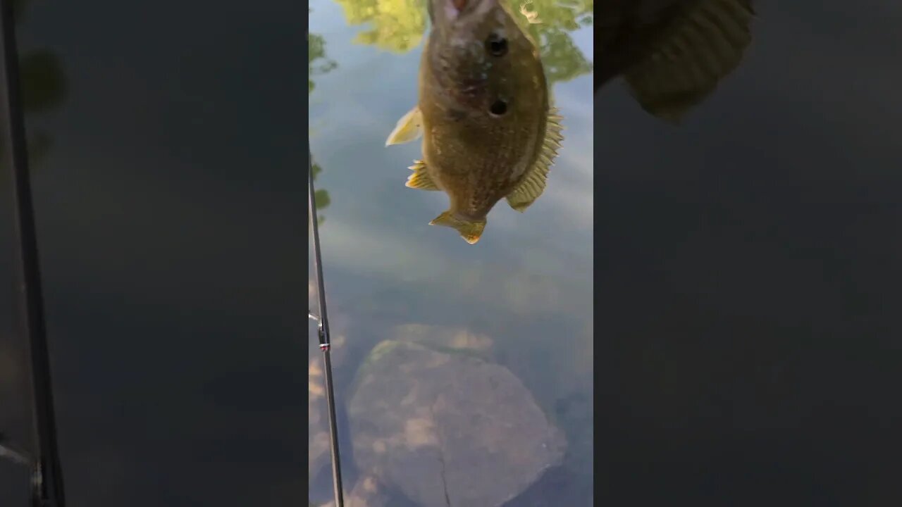 Hybrid Sunfish While Goldfish Hunting #creekfishing