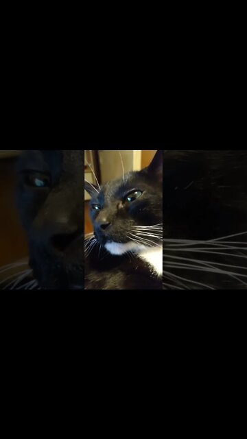 moonpie the Kitty #shortsvideo #shortsfeed #youtubeshorts #catvideos #shorts #cat