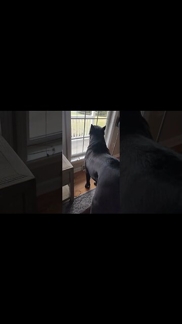 Cane Corso Guarding Against USPS #shorts #dog