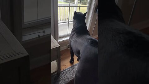 Cane Corso Guarding Against USPS #shorts #dog