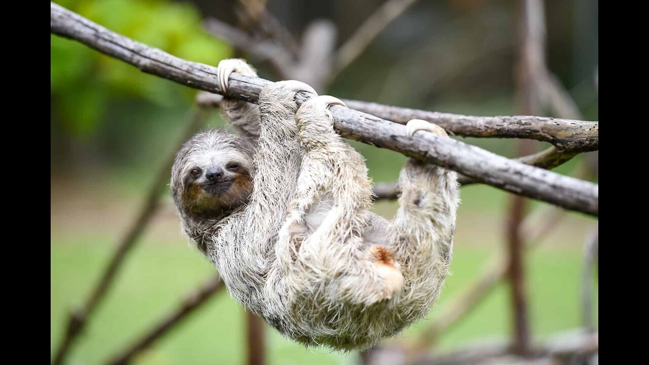 Baby Sloths try Being Sloths - FUNNIEST Compilation