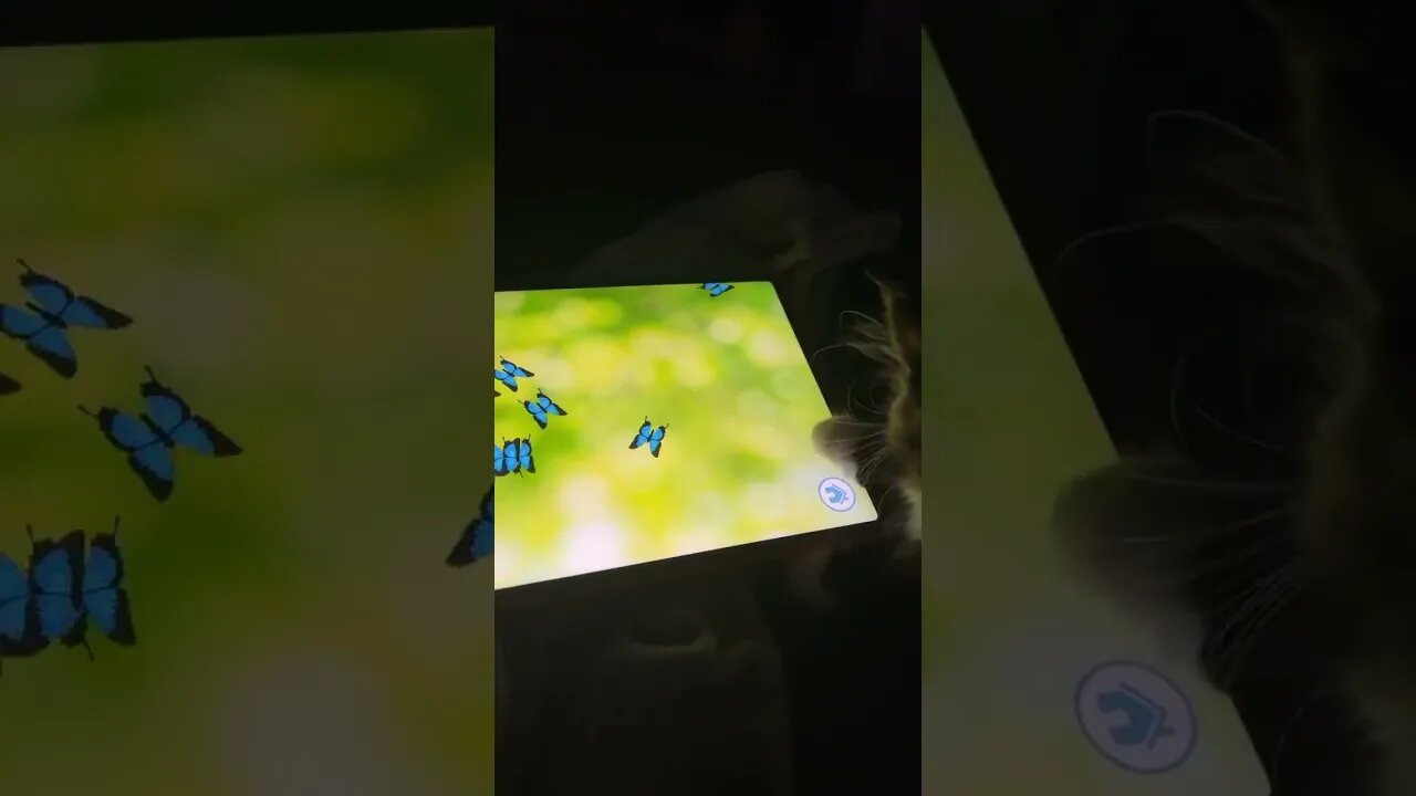 Today we started the day off by chasing butterflies