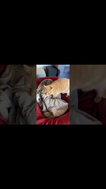 Cat requests politely to be placed under a Cover, then sneezes 😅😅#Shorts #FunnyCat