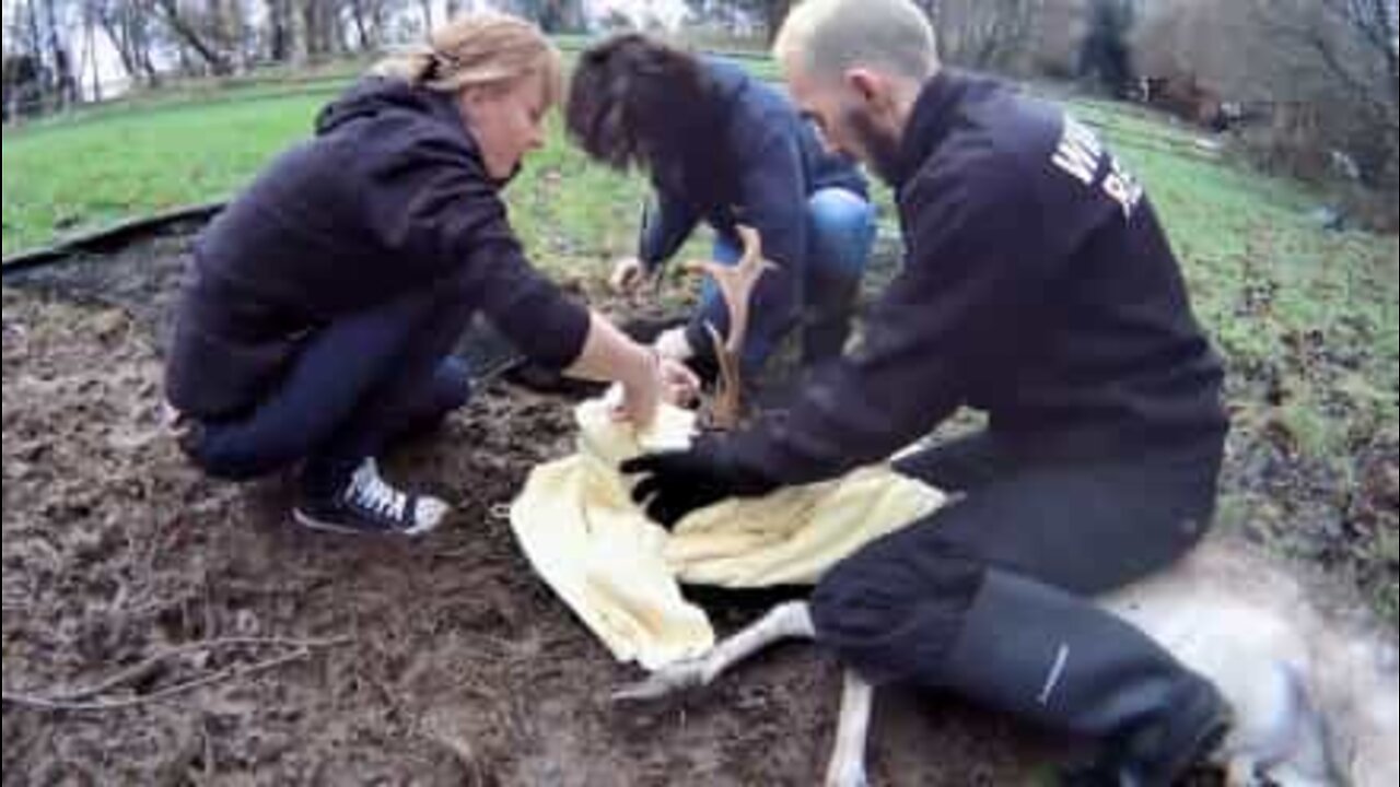 Deer in the UK is rescued after being trapped in a fence