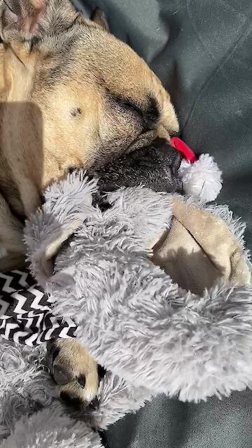 Frenchie Soothes Himself To Sleep With Comfort Teddy