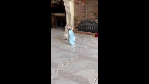 पेरट