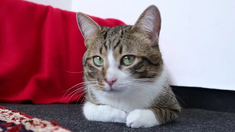 A Quiet Cute Cat Loaf Sits on the Floor