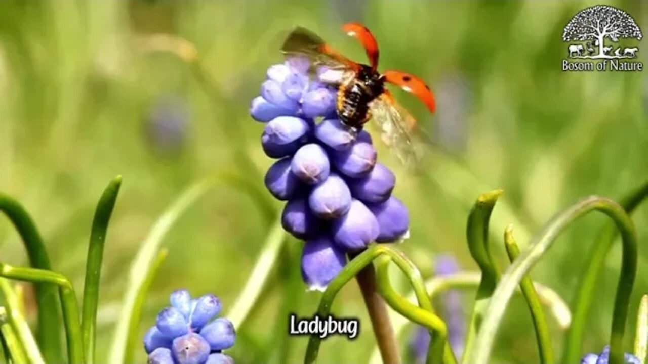 Ladybug in nature