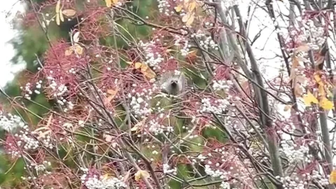 Slow motion of a #waxwing in flight