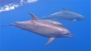 Overjoyed scuba diver is surrounded by hundreds of dolphins