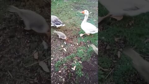 3 baby geese and their mum and dad 31st October 2022