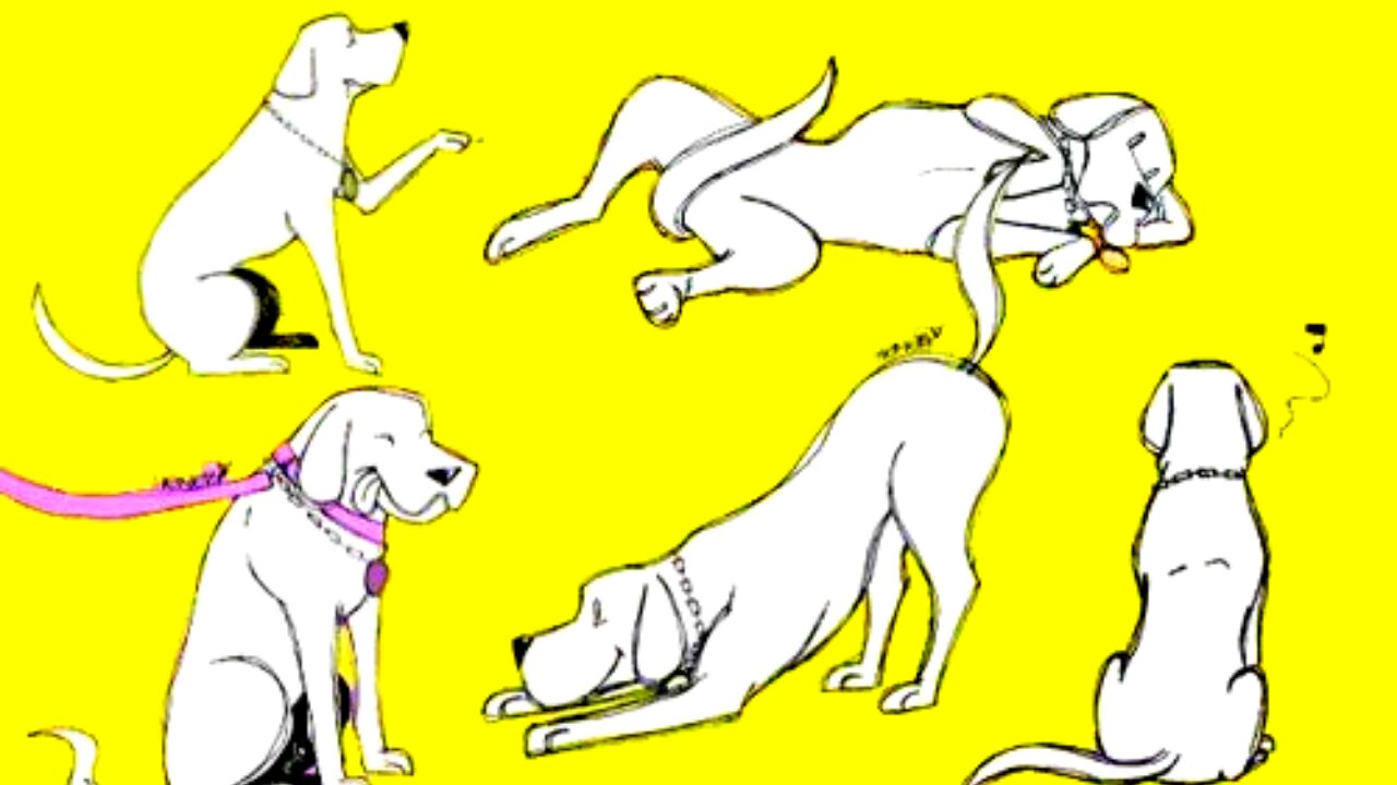 Know your dog body language and meanings