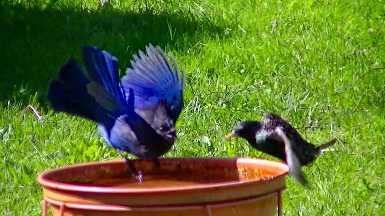 IECV NV #569 - 👀 Steller's Jay Drinking At The Bird Bath 5-12-2018