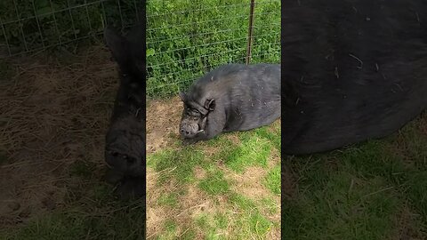 The 3 Little Pigs