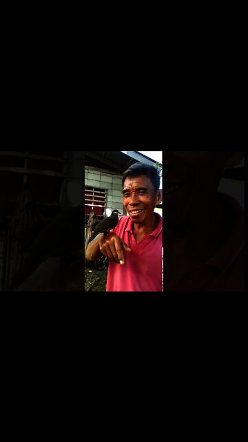 Wild Bird Making Friends with Human