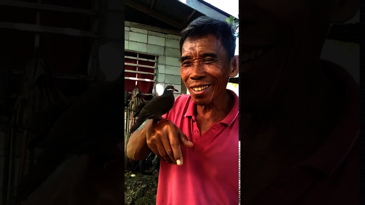 Wild Bird Making Friends with Human