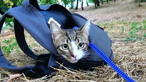 Sweet Little Kitten Is Scared by Jogger