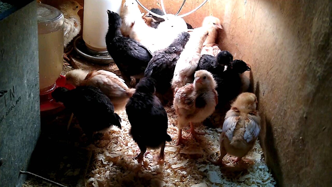 Chick Update 10/24/2020