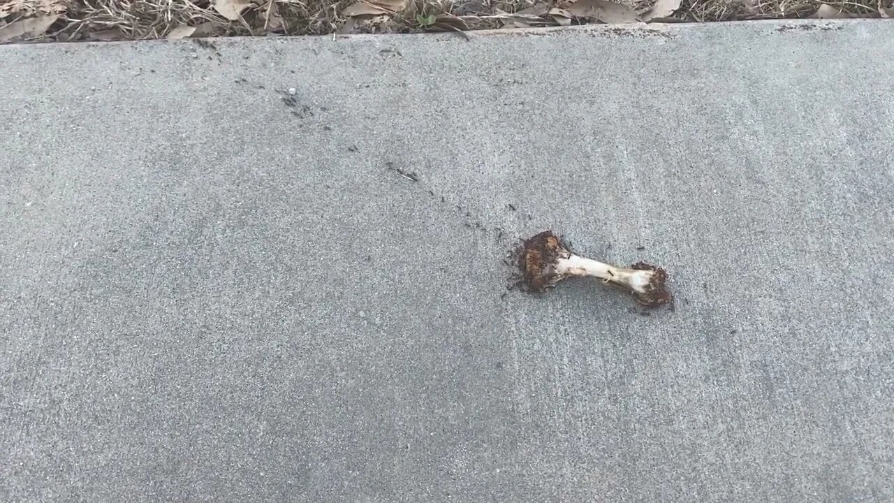 Ants Finishing Chicken Wing