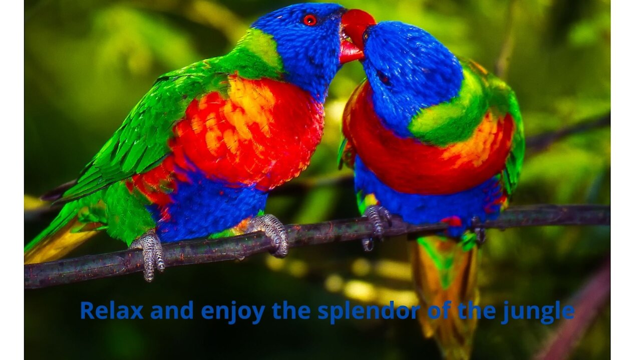 Relax and enjoy the splendor of the jungle