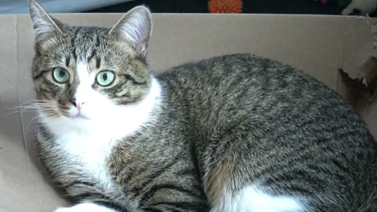 Attentive Little Cat