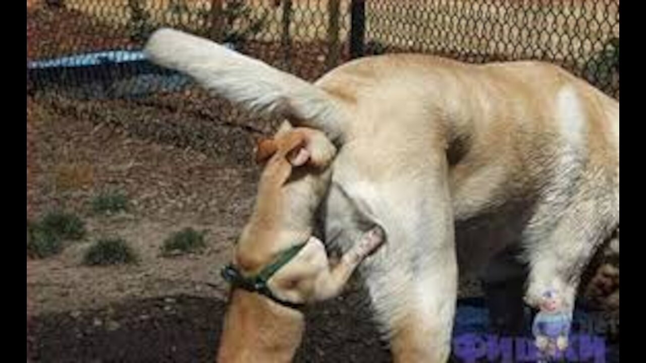 Funniest Animals - Best Of The 2021 Funny Animal Videos #007