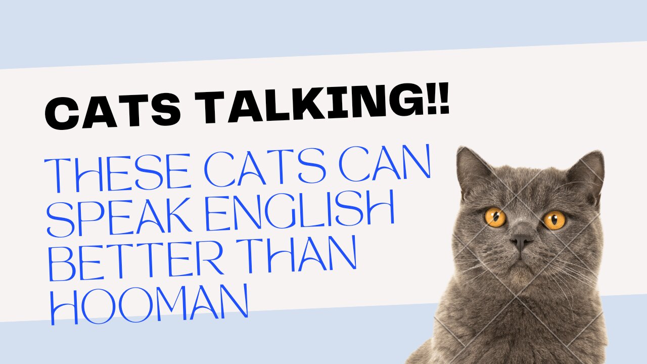 Cats talking!! These cats can speak English better than hooman