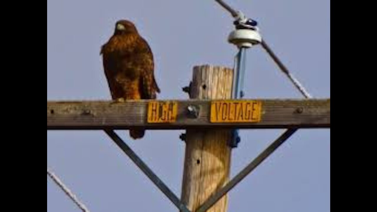 Animals Getting Shocked By Electric Fence | Animals Electric Shock