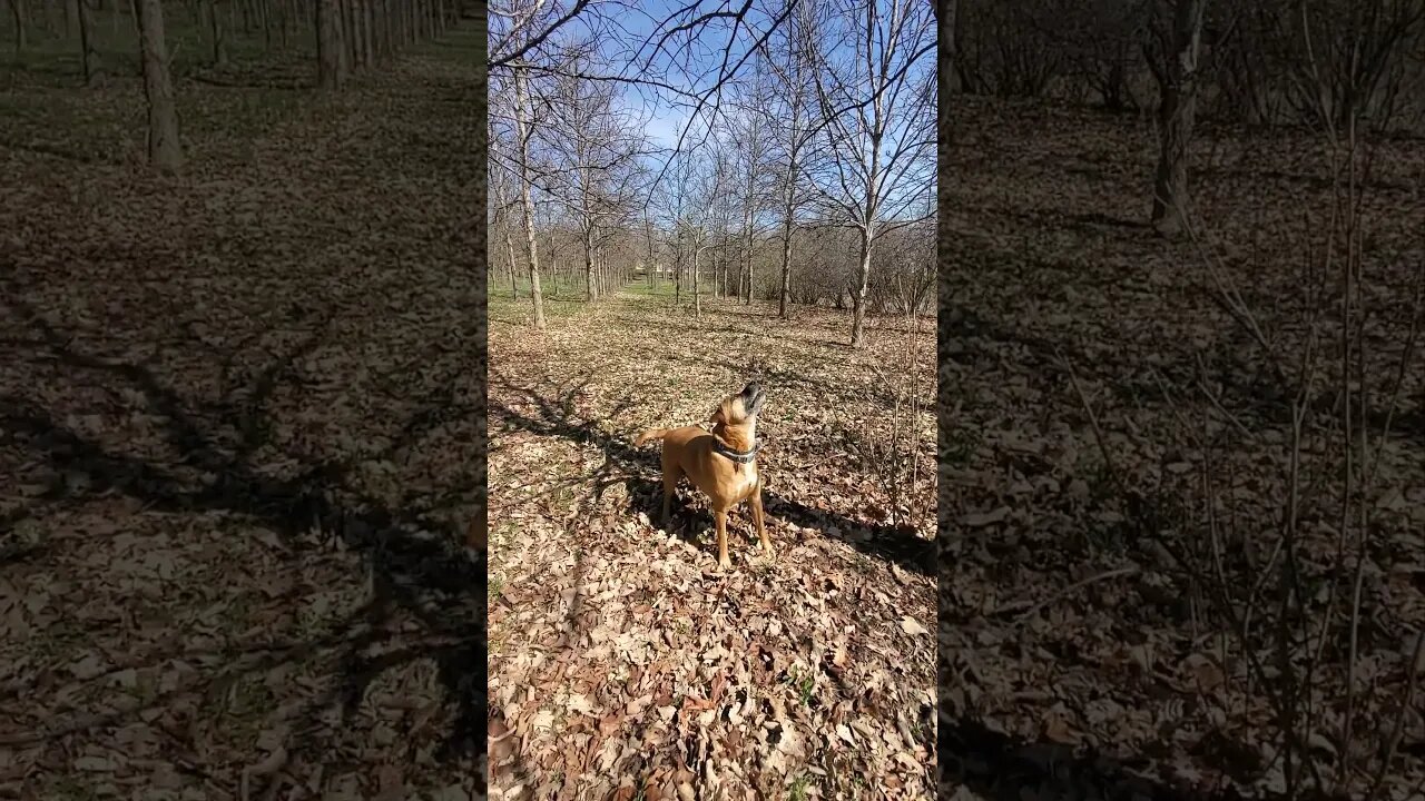 doggo telling them squirrels who's boss #dog #squirrel #doggo #dogshorts