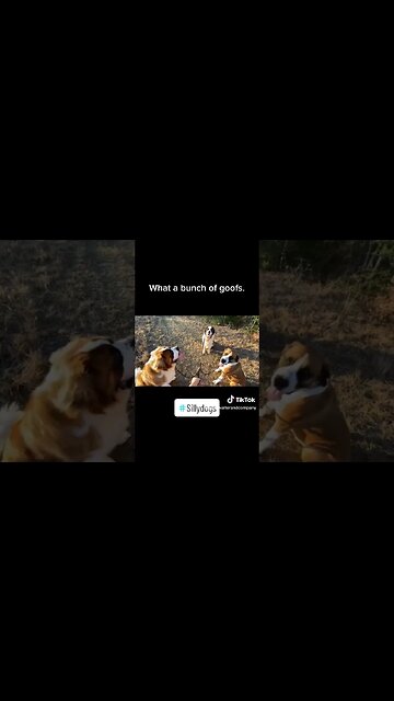 Our Boys having a meeting on our walk. #dog #dogs #saintbernard #walk #bigdog