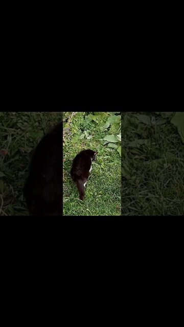 #eggs #cat #ohhighbud #strangedanimal