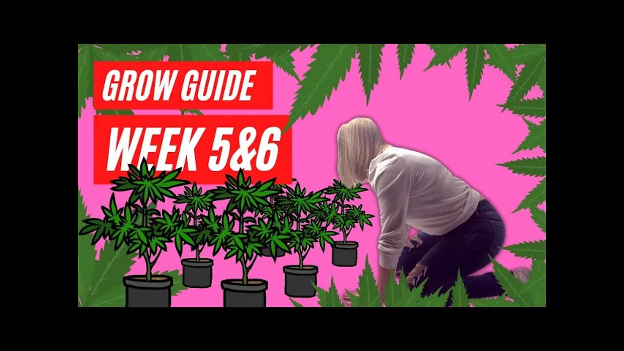 How To Grow Weed Easy at Home #marijuana #topping