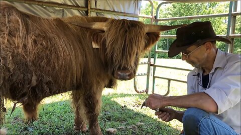 Wild cow pt 2