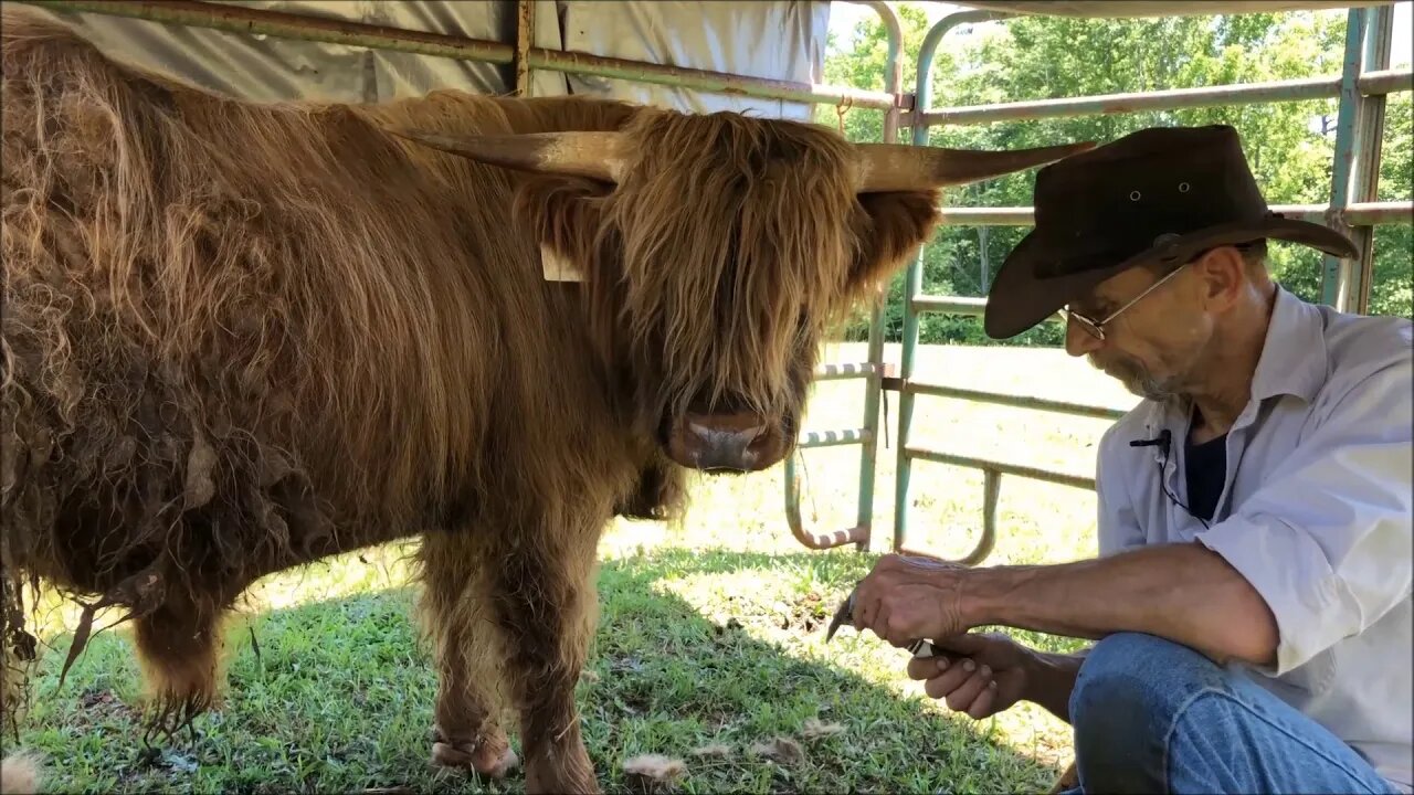 Wild cow pt 2