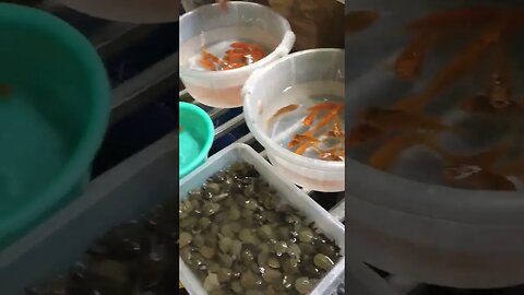 Cá rùa phóng sinh ngày Tết 2023
