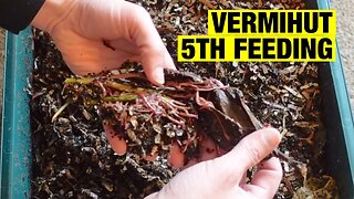 Worm Wednesday Feeding Vermihut 5th feeding spinach